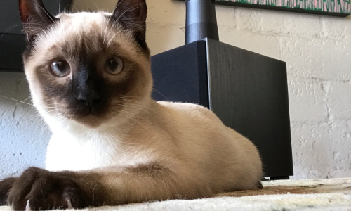 gardiennage a maison pour chat Montreal