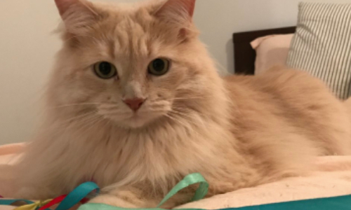 pensions pour chat laval