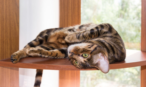 visite a domicile pour chat longueuil rive sur